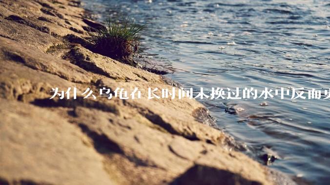 为什么乌龟在长时间未换过的水中反而更活跃？